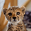 Cheetah25