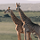 DrGiraffe