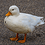 duck12349876