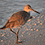 SandPiperBirdie